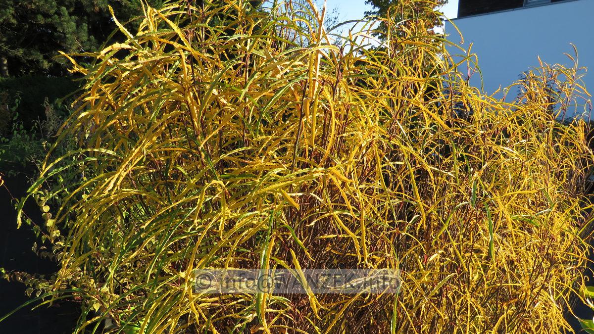 Rhamnus frangula Fine Line 04 gelbe Herbstfaerbung.JPG